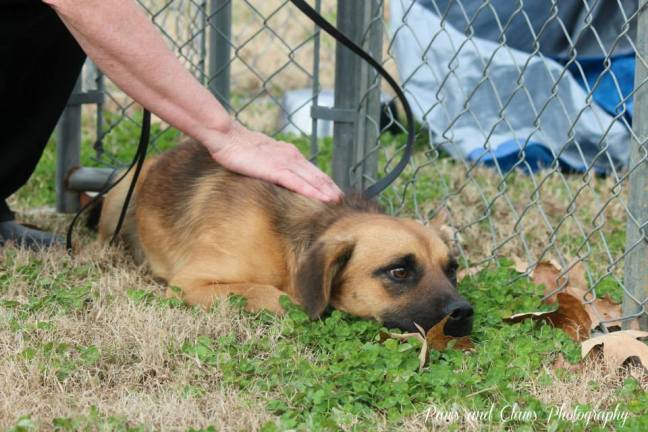 1455068_445655048872352_921835840_n